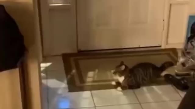 BEST CUTE Cats Being Funny
