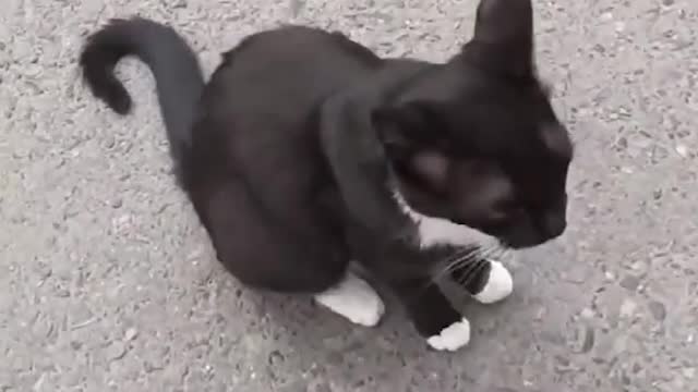 black kitten