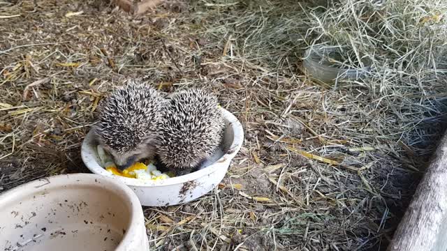 Half-Starved Abandoned Baby Hedgehogs Get Second Chance at Life