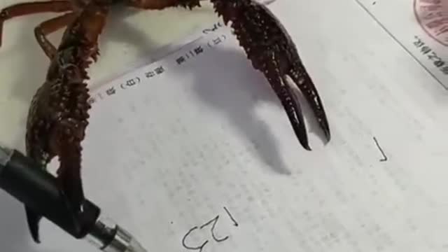 Crab attending a doctorate in mathematics