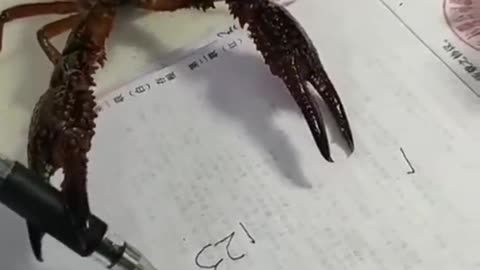 Crab attending a doctorate in mathematics