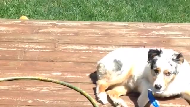 White dog gets sticker stuck to butt and takes it off