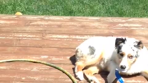 White dog gets sticker stuck to butt and takes it off