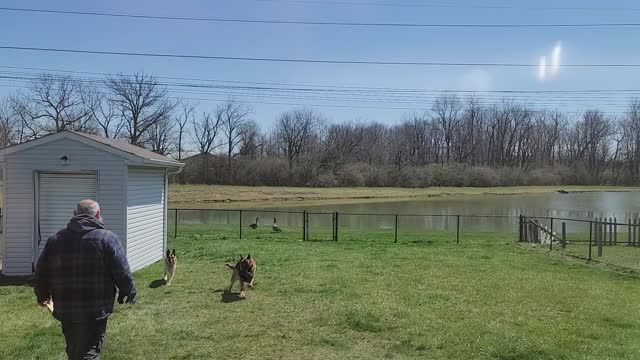 Feeding Geese