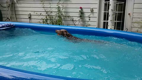 Wild Pussi in the pool...