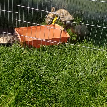 Little ducks and mama hen 🐔🦆🦆🦆💚