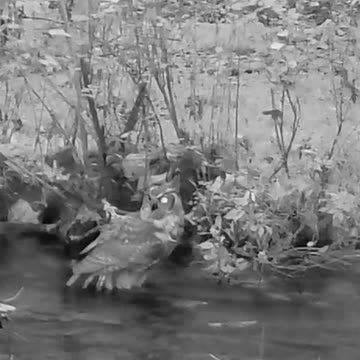 Great Horned Owl dusk dip