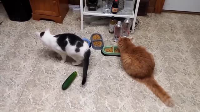 Cat and cucumber || Funny Animals