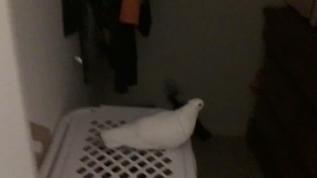 Pet pigeon puts himself into bed