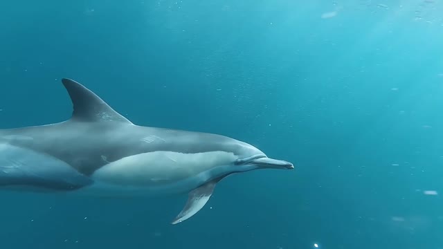 IN THE DOLPHIN WORLD