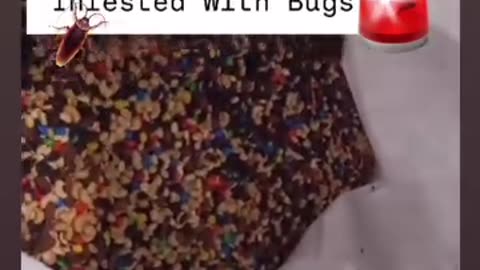 TRAIL MIX INFESTED WITH ROACHES BEFORE PACKAGING 🤢