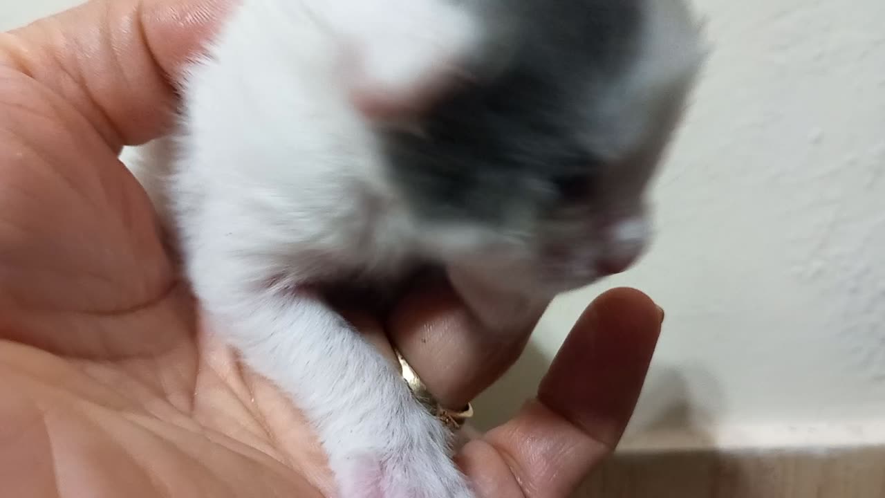 Kitten Kisses