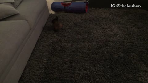 Brown rabbit running around in circles multiple times