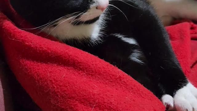 Cute Upset Cat