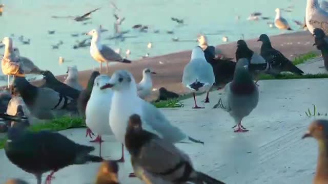 Seagull And Pigeons Resting