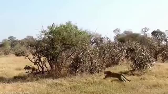 Eagle Attacks Ever Caught on Camera