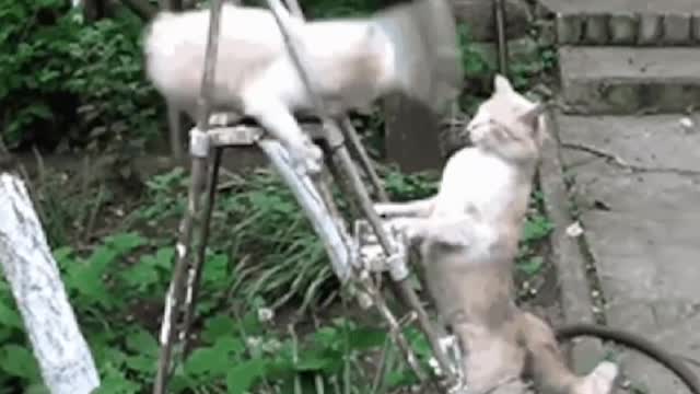 It's animal day |Funniest animal activities video