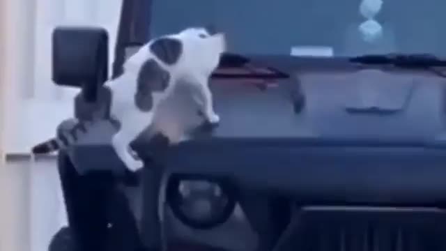 adorable cat is startled by car alarm