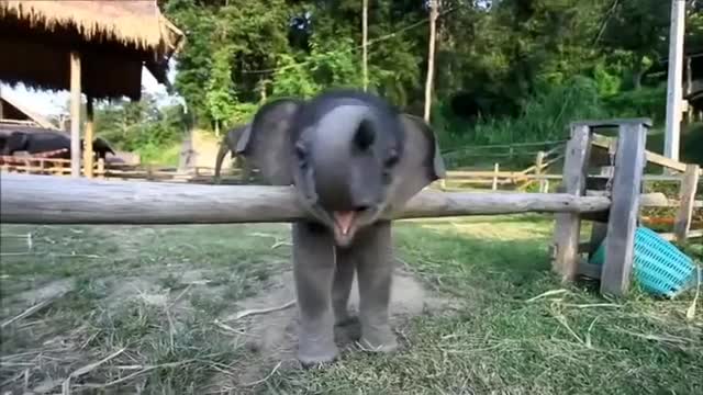 Funny and cute baby elephant video compilation