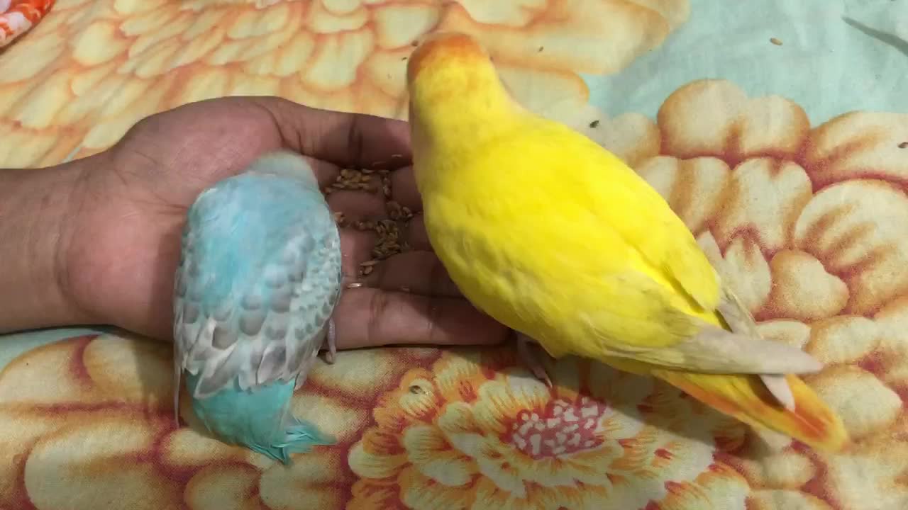 LOVE BIRD AND BUDGIE GROWTH STAGES + EATING FOODS