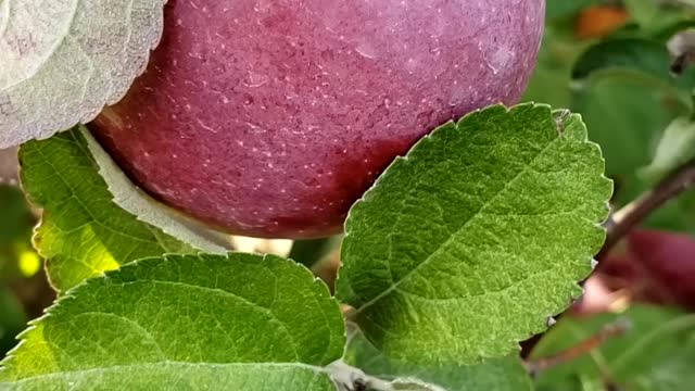 Apple Land Apple Farm London Ontario #apple