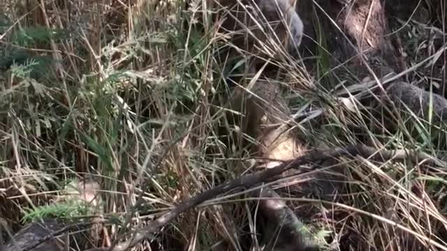 Campers Help Overheated Koala