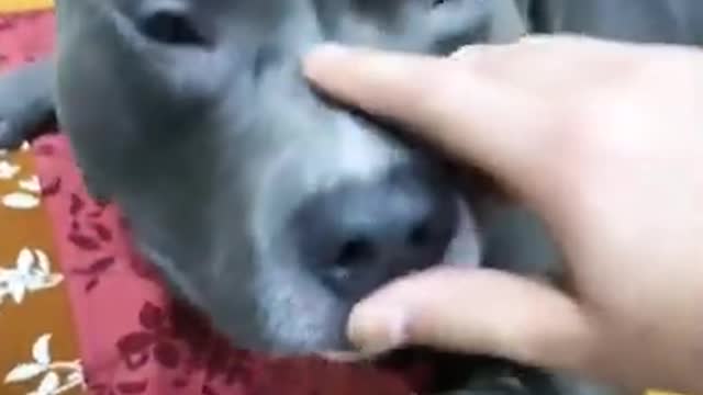 #Brody' dog funny video# shorts