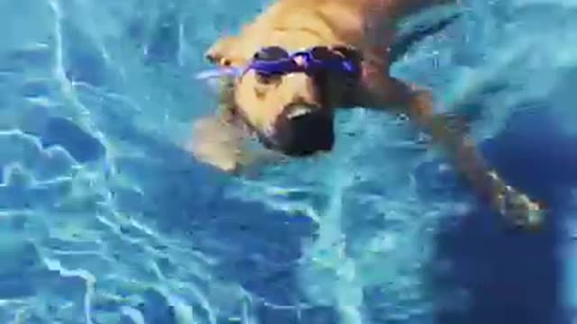 Big brown dog pool blue googles