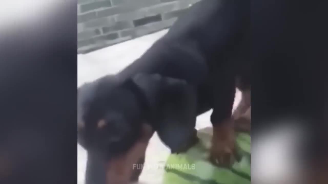 Funny Animals Makes Me Happy