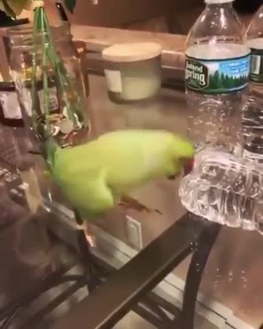 Get yourself a parrot, they said! Parrots are cute, they said!