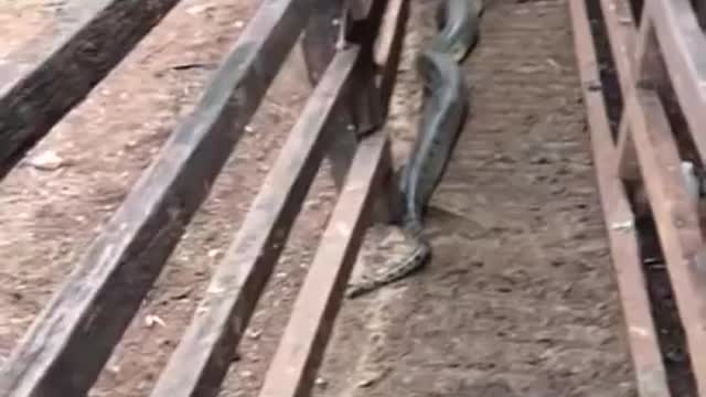 Snake and goat try to fight in the bridge