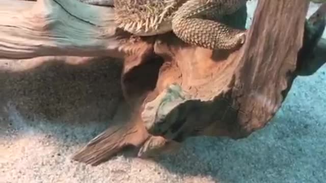 amazing reptile