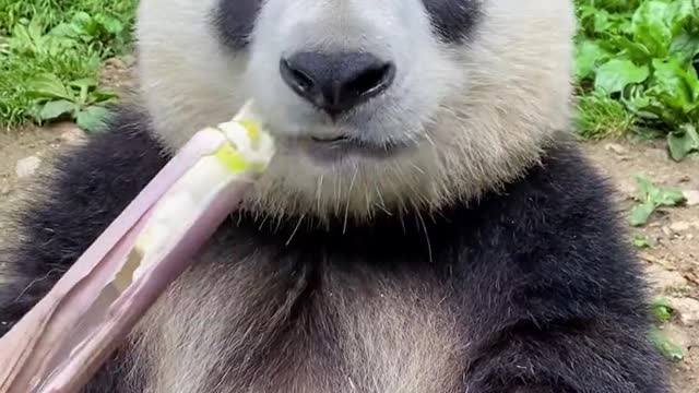 Panda loves to eat