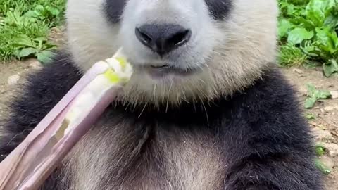 Panda loves to eat