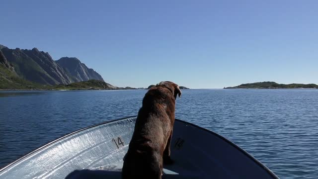 A cute Labrador bog watch the sea from the boat