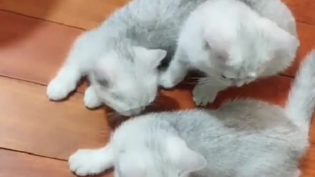 man's best friend