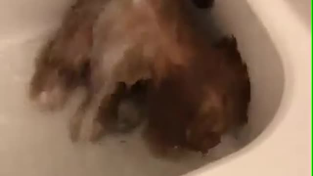 Dog is Taking a Shower