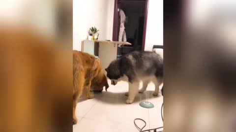 Husky and Golden Retriever Vs Automatic Pet Feeder