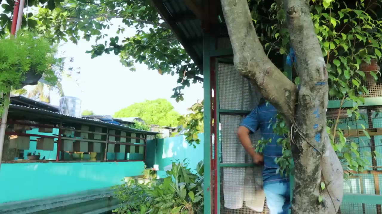 Natural Aviary of Finches