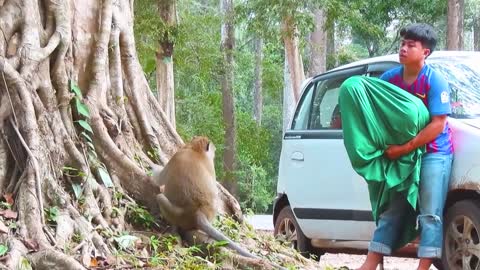 Fake Tiger Prank Monkey and Dog So, Funny in 2021.