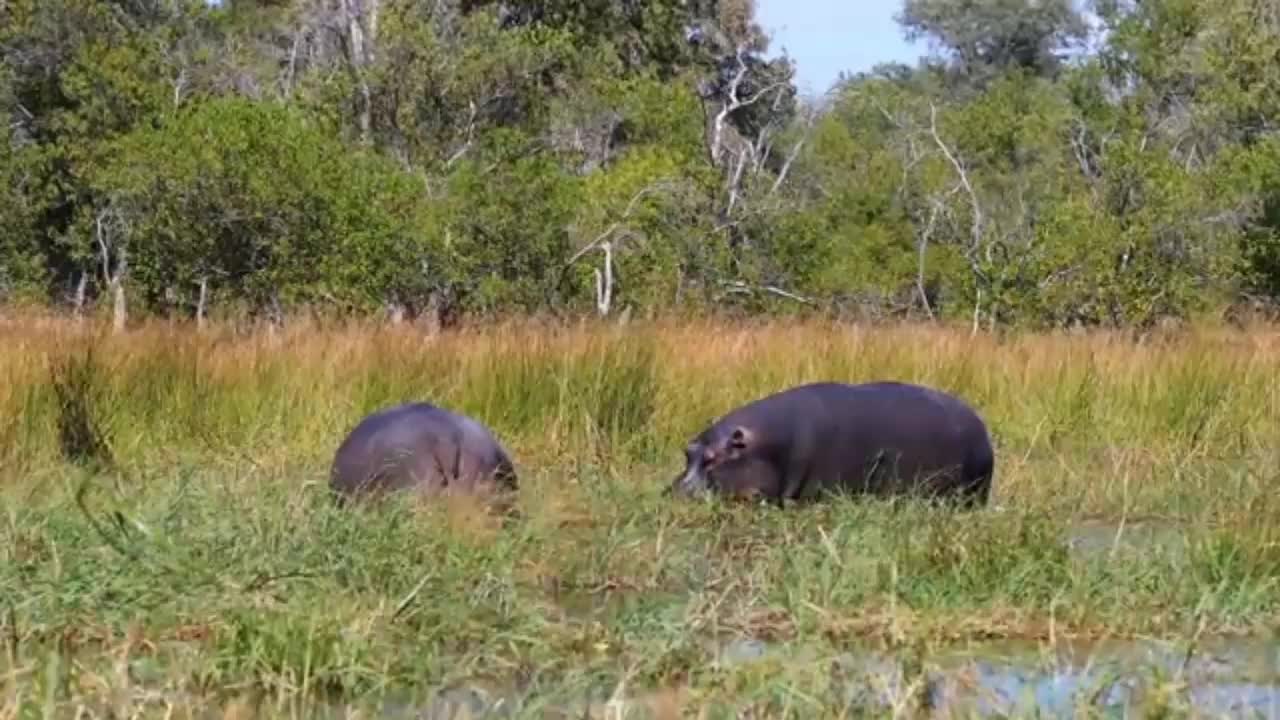 Animals world
