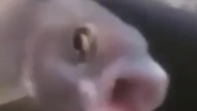 Funniest fish and dog compilation