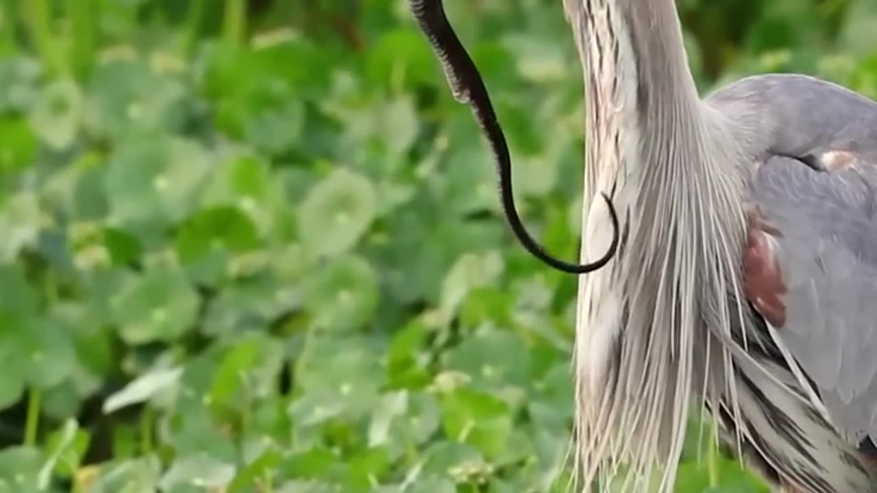 #nature #Viral