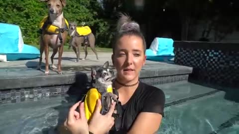 Teaching my dogs how to swim