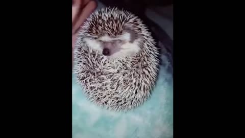 Funny Hedgehog