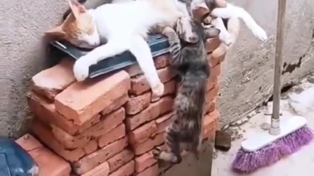 Cat sleeping and feeding with viral