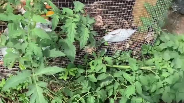 Compost Tomatoes!