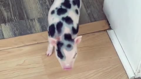 minipig#cutepets#Pets