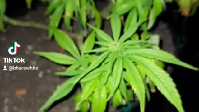 BUG TREATMENT IN PRE FLOWER CANNI