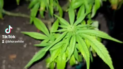 BUG TREATMENT IN PRE FLOWER CANNI